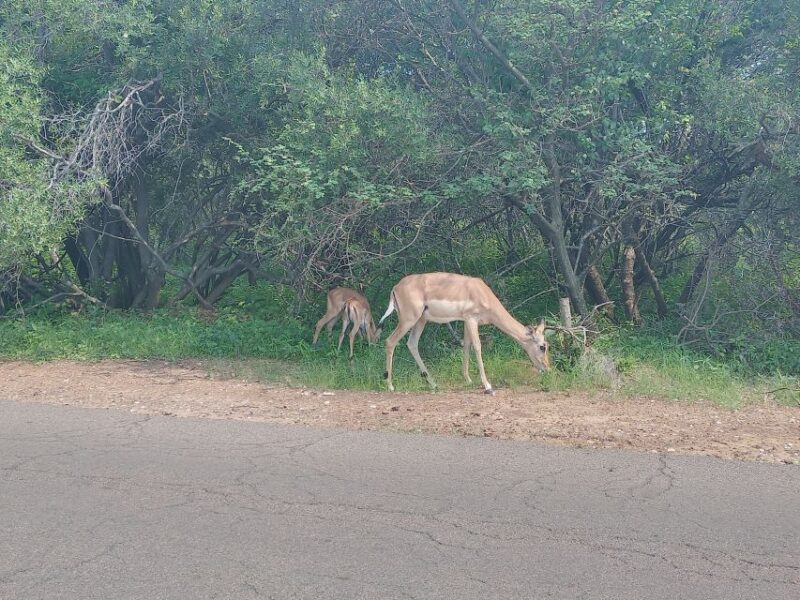 From Pretoria: 4-Day Guided Trip to Kruger Park and Graskop - Accommodation and Meals