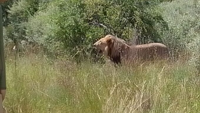 From Pretoria: 4-Day Guided Trip to Kruger Park and Graskop - Ukutula Lion Walk