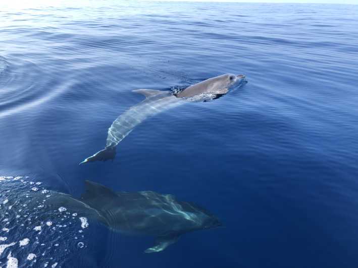 From Propriano: Capo Di Muro Jetski Tour - Experience Highlights