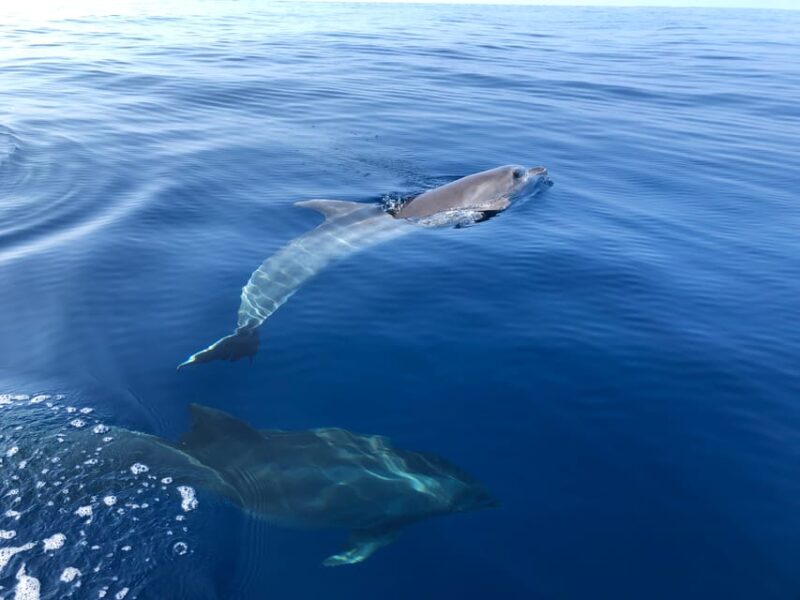 From Propriano: Gulf of Valinco Jetski Tour - 1h - Exploring the Gulf of Valinco