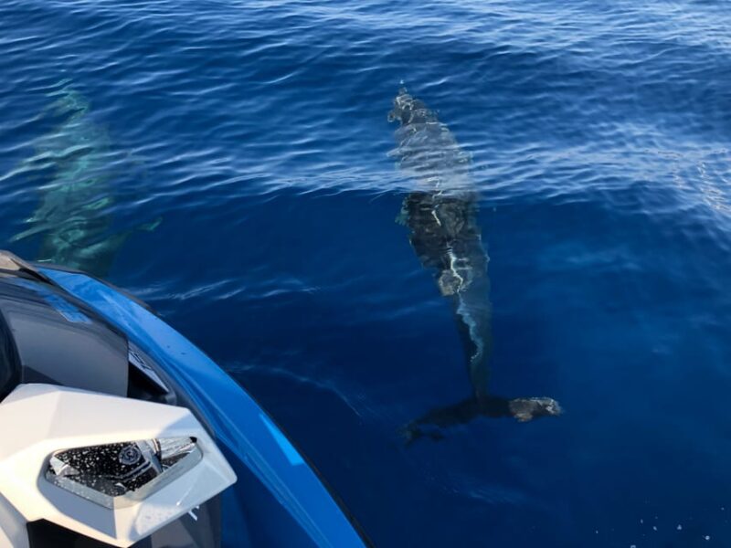 From Propriano: Gulf of Valinco Jetski Tour - Wildlife and Flora