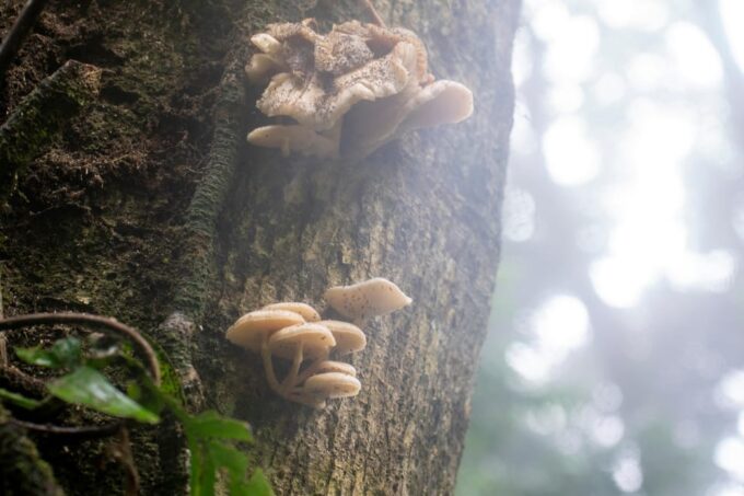 From Pu Luong : One Day Trekking 18KM Guide Tour With Lunch - Swimming in Nua Stream
