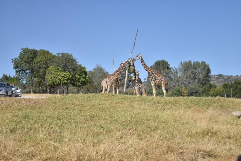 From Puebla: 5-Hour Africam Safari Private Tour - Pricing and Inclusions