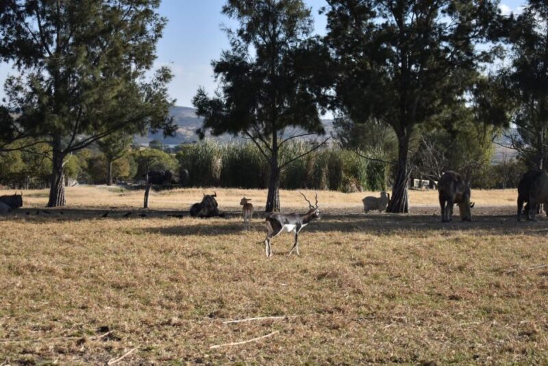 From Puebla: 5-Hour Africam Safari Private Tour - Cancellation Policy