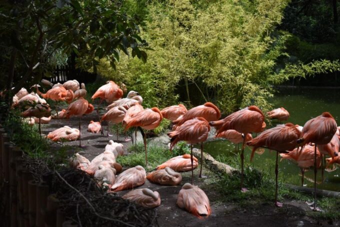 From Puebla: 5-Hour Africam Safari Private Tour - Customer Reviews