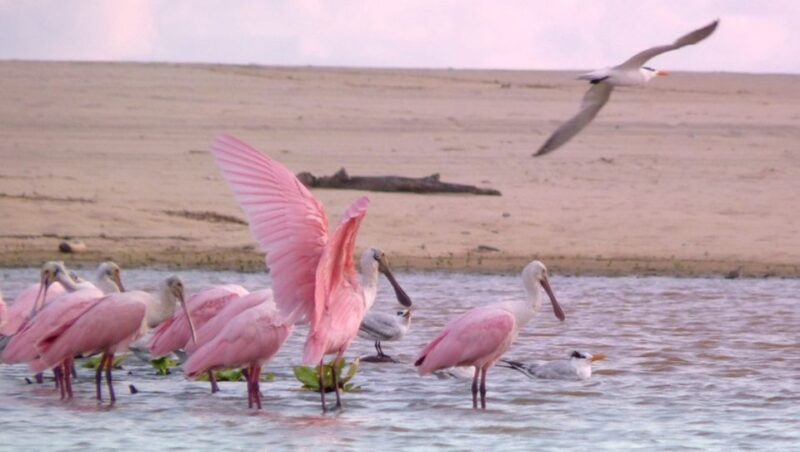 From Puerto Escondido: Birdwatching on a Boat - Itinerary Details