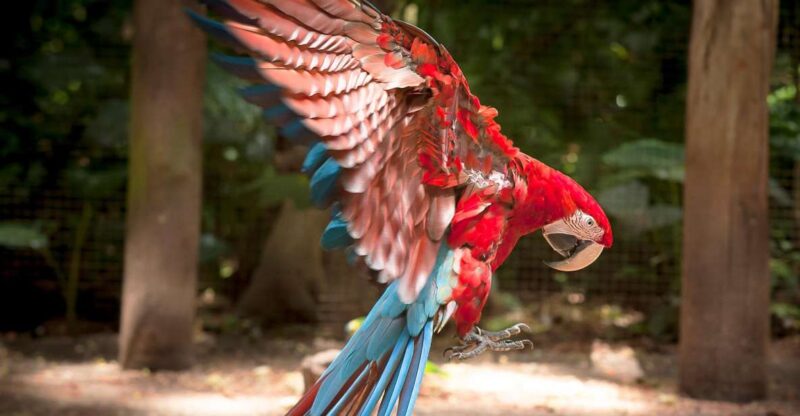 From Puerto Iguazu: Brazilian Bird Park Tour With Tickets - Highlights of the Bird Collection