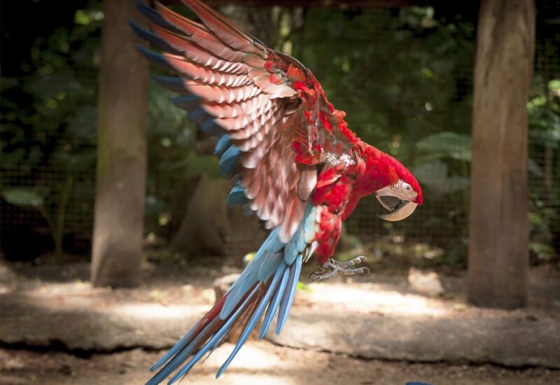 From Puerto Iguazú: Brazilian Bird Park Tour With Tickets - Tour Highlights