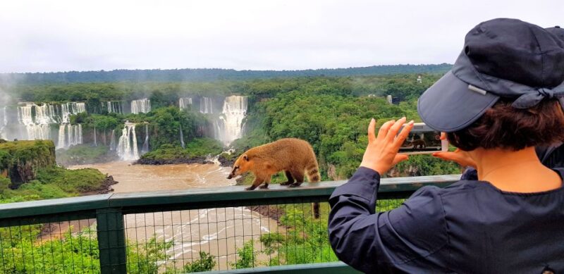 From Puerto Iguazu: Brazilian Side of the Falls With Ticket - Highlights and Activities