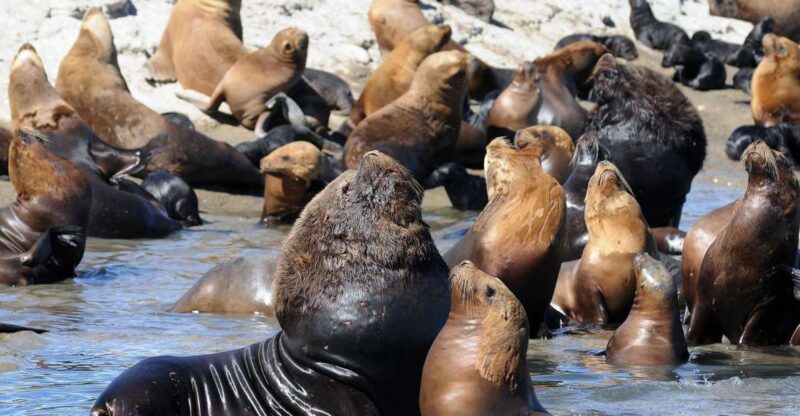 From Puerto Madryn: City and Punta Loma Tour - Itinerary Highlights