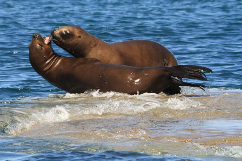 From Puerto Madryn: City and Punta Loma Tour - Customer Reviews