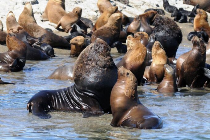 From Puerto Madryn: City and Punta Loma Tour - Duration and Pricing