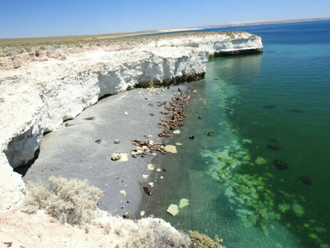 From Puerto Madryn: City and Punta Loma Tour - Group Size and Languages
