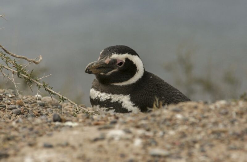 From Puerto Madryn: Penguin Tour & Valdés Peninsula Day Trip - Itinerary Highlights