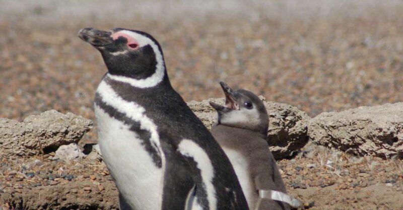 From Puerto Madryn: Penguin Tour & Valdés Peninsula Day Trip - Inclusions and Exclusions