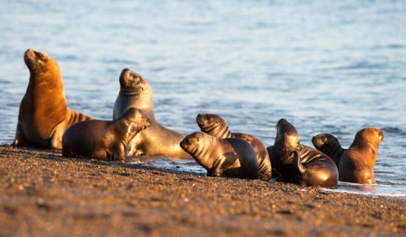 From Puerto Madryn: Penguin Tour & Valdés Peninsula Day Trip - Penguin Colony Visit