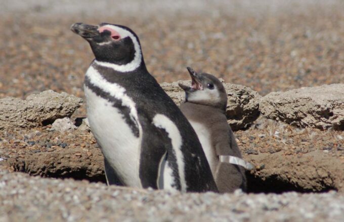 From Puerto Madryn: Penguin Tour & Valdés Peninsula Day Trip - Interpretation Center Exploration