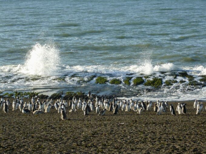 From Puerto Madryn: Penguin Tour & Valdés Peninsula Day Trip - Customer Reviews and Ratings