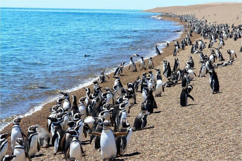From Puerto Madryn: Punta Tombo Day Trip With Hotel Transfer - Itinerary and Highlights