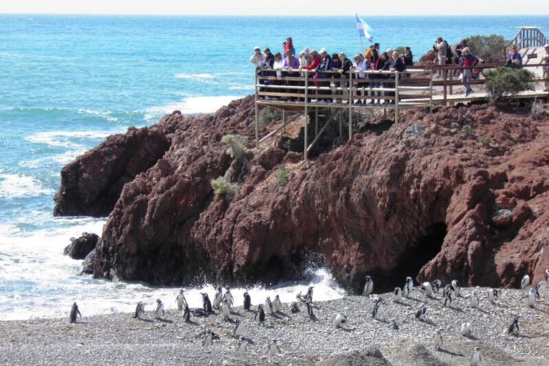 From Puerto Madryn: Punta Tombo Day Trip With Hotel Transfer - Booking Details