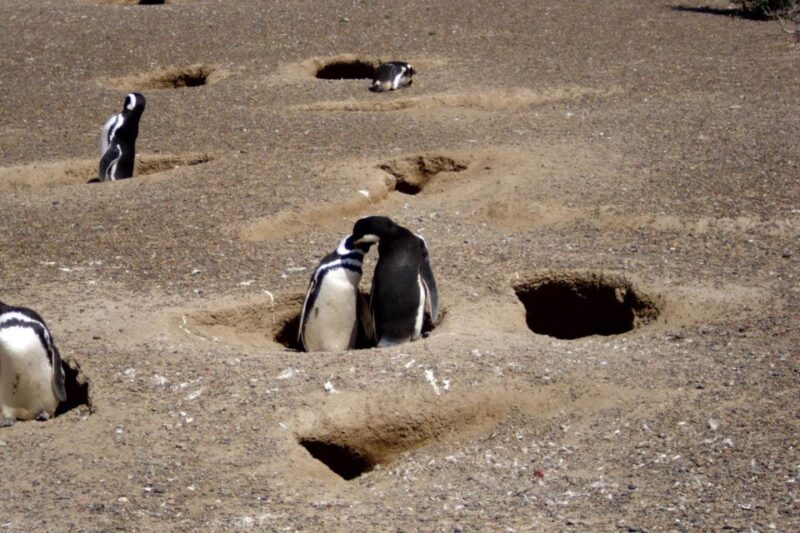 From Puerto Madryn: Punta Tombo Day Trip With Hotel Transfer - Customer Feedback