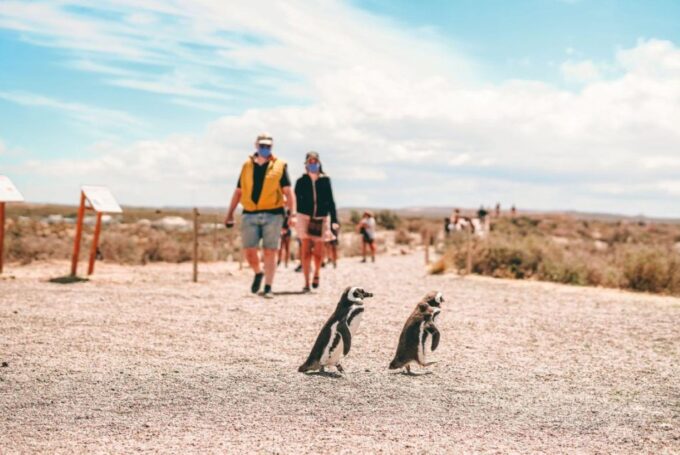 From Puerto Madryn: Punta Tombo Day Trip With Hotel Transfer - Penguin Colony Exploration