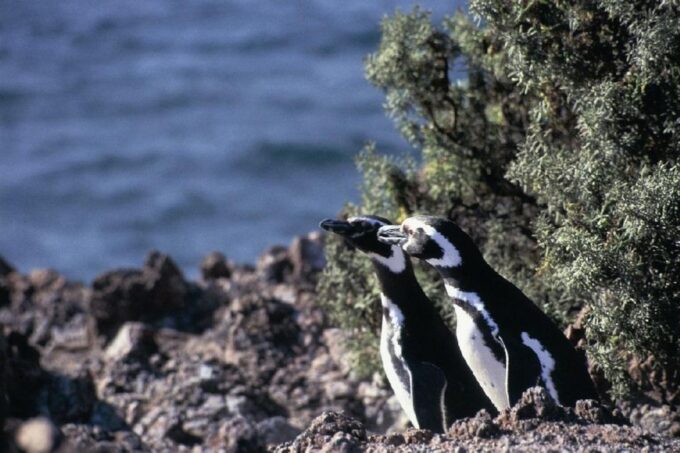From Puerto Madryn: Punta Tombo Day Trip With Hotel Transfer - Facilities and Amenities