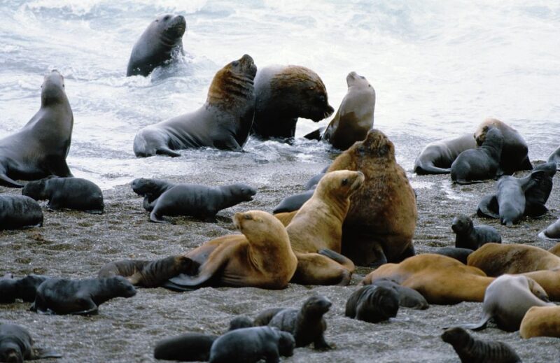From Puerto Madryn: Valdes Peninsula Full-Day Tour - Booking Information