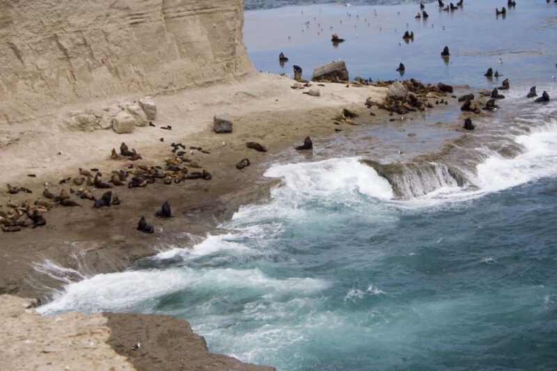 From Puerto Madryn: Valdes Peninsula Full-Day Tour - Customer Reviews