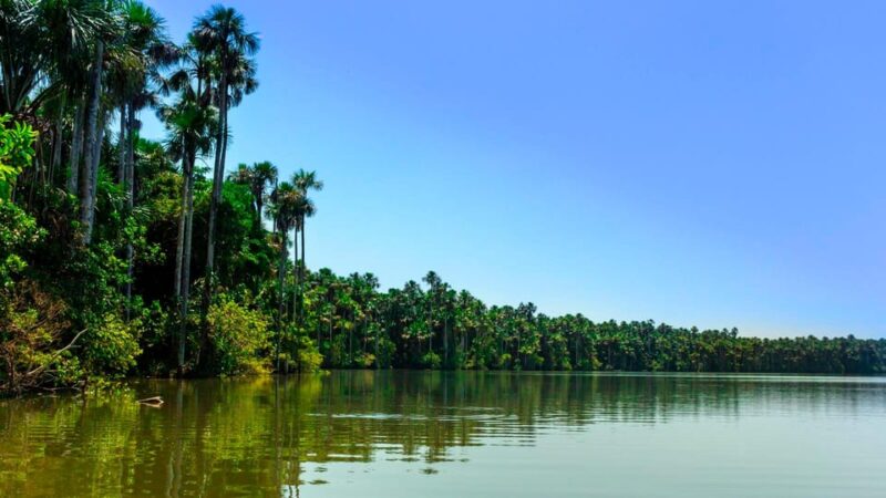 From Puerto Maldonado: 4-Day Excursion /wildlifesearch - Key Points
