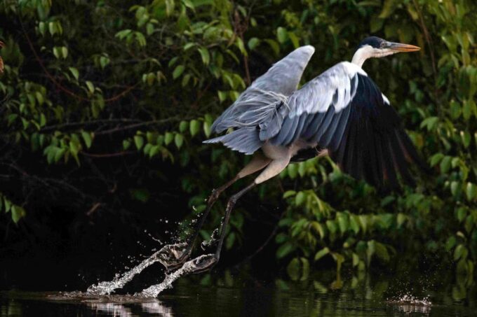 From Puerto Maldonado: 4-Day Excursion /wildlifesearch - Payment and Booking