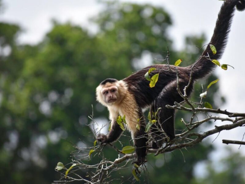From Puerto Maldonado || Kayak Tour +Monkey Island for 1 Day - Key Points