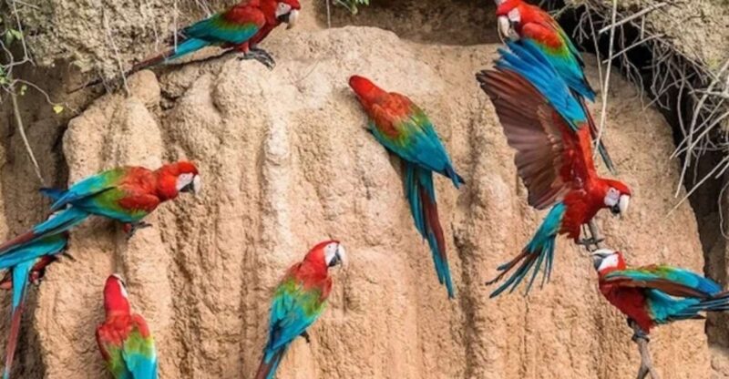 From Puerto Maldonado: Macaw Clay Lick 2 Days - Trip Overview