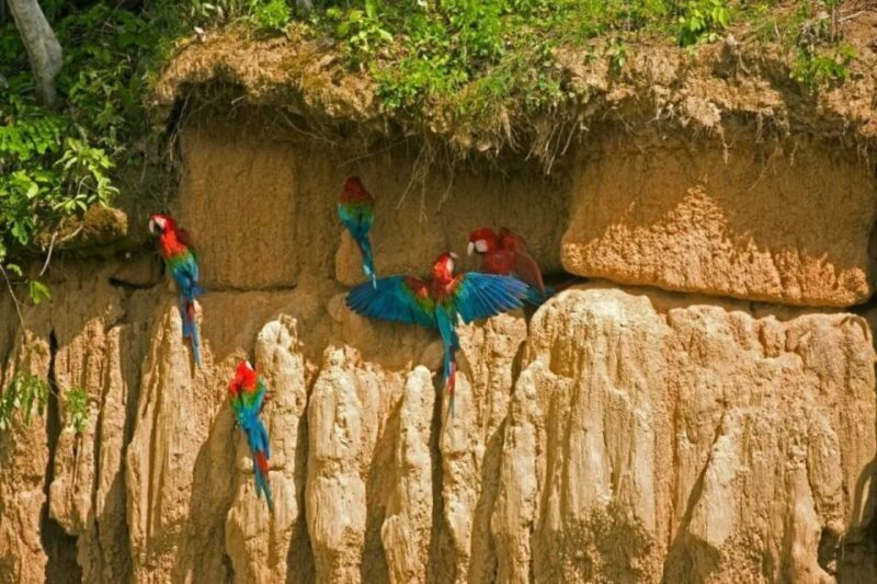 From Puerto Maldonado: Macaw Clay Lick 2 Days - Jungle Exploration