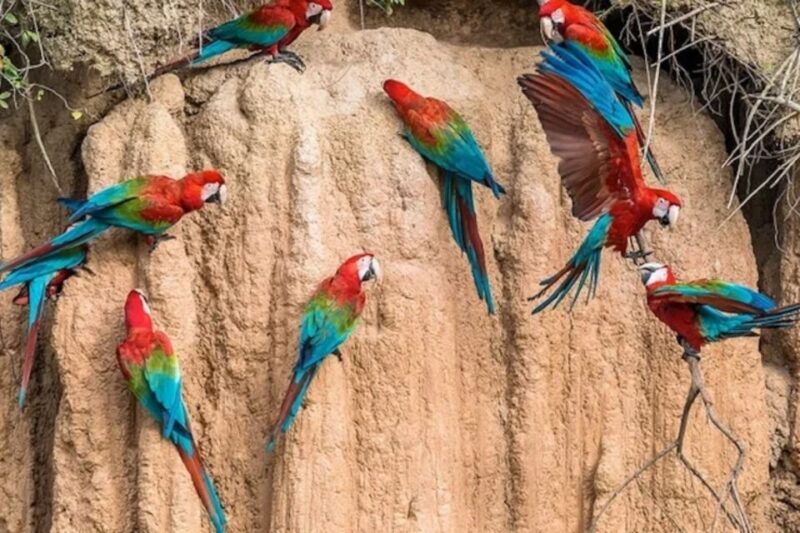 From Puerto Maldonado: Macaw Clay Lick 2 Days - Macaw Watching