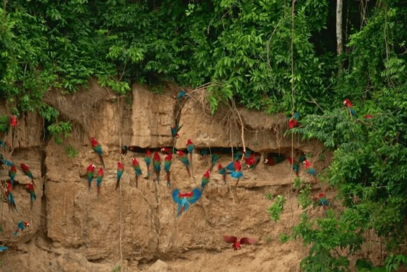 From Puerto Maldonado: Macaw Clay Lick 2 Days - Group Size and Languages