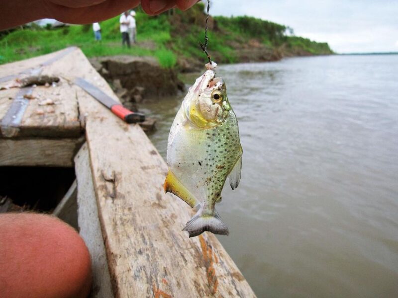 From Puerto Maldonado || Piranha Fishing and Parrot Watching - Key Points