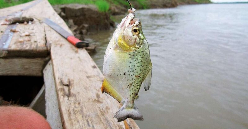 From Puerto Maldonado || Piranha Fishing and Parrot Watching - Duration and Pricing