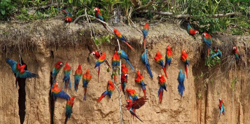 From Puerto Maldonado: Reserva Tambopata 4-Day + Zipline - Day 2: Macaw Clay Lick and Lake Sandoval