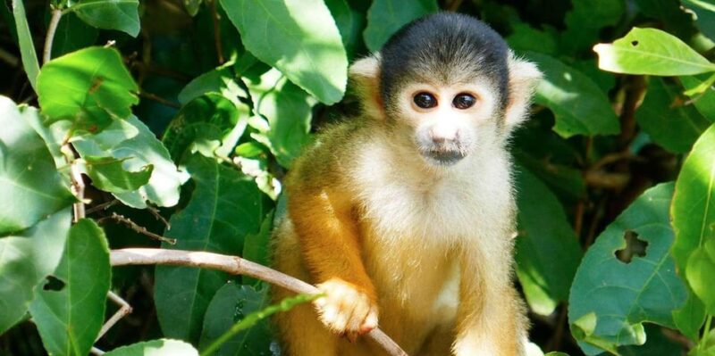 From Puerto Maldonado: Reserva Tambopata 4-Day + Zipline - Day 3: Sandoval Lake Exploration