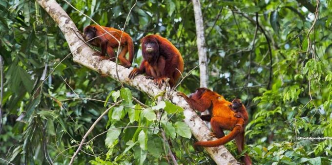 From Puerto Maldonado: Reserva Tambopata 4-Day + Zipline - Frequently Asked Questions