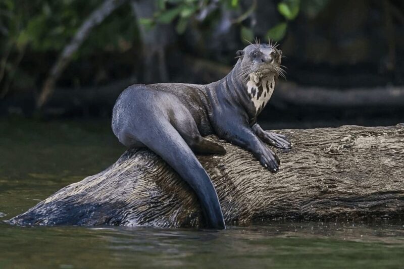 From Puerto Maldonado: Sandoval Lake + Macaw Clay Lick 4-Day - Transportation and Logistics