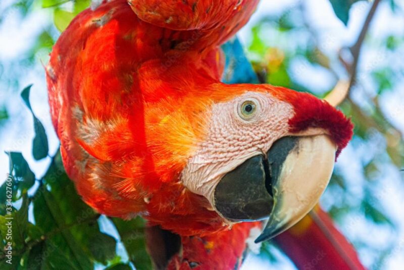 From Puerto Maldonado - Tambopata 4D/3N - Customer Reviews