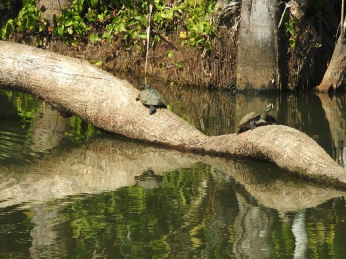 From Puerto Maldonado: Tambopata National Reserve 3-Day Tour - Customer Reviews
