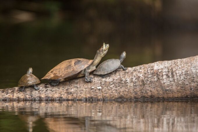 From Puerto Maldonado: Tambopata National Reserve 3-Day Tour - How to Book