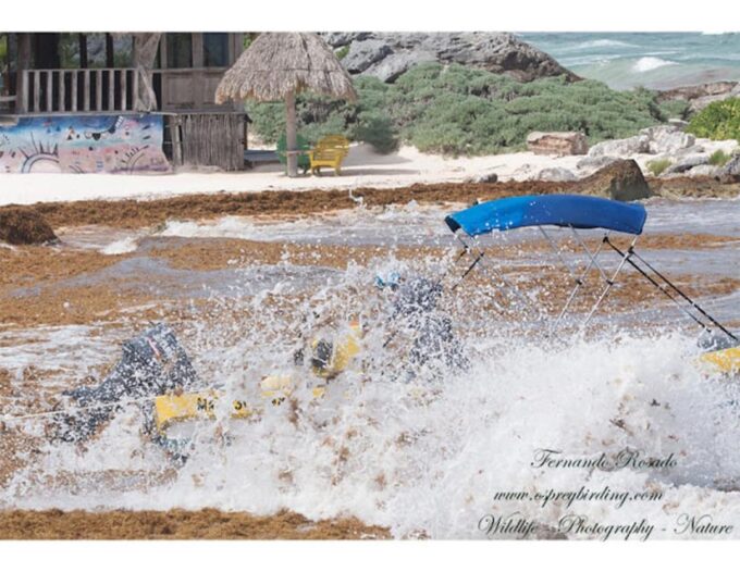 From Puerto Morelos: Lagoon Kan Luum - Frequently Asked Questions