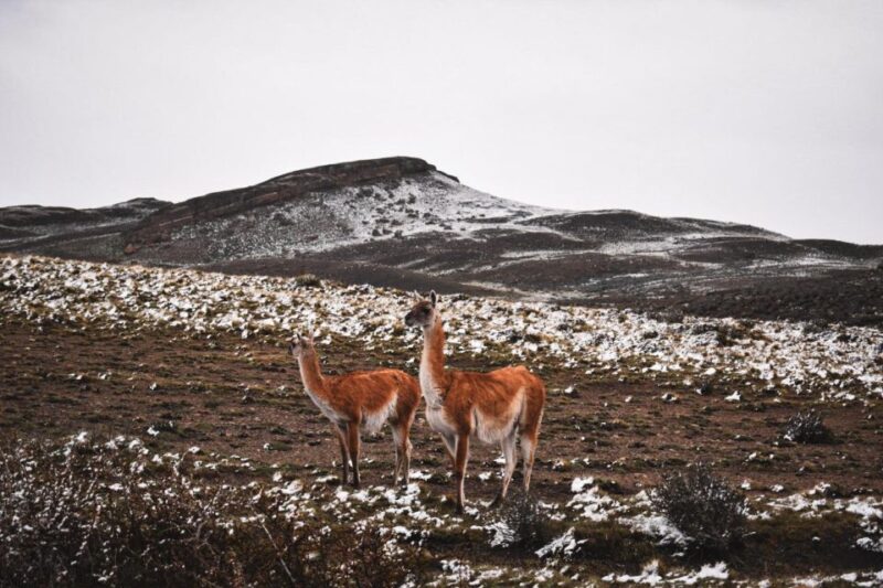 From Puerto Natales: Torres Del Paine Tour With Transfer - Cancellation and Refund Policy