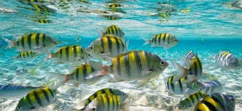 From Puerto Plata: Cayo Arena by VIP Speedboat and Snorkel - Key Points