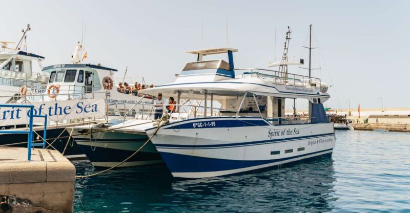 From Puerto Rico De Gran Canaria: Dolphin Watching Cruise - Pricing and Booking