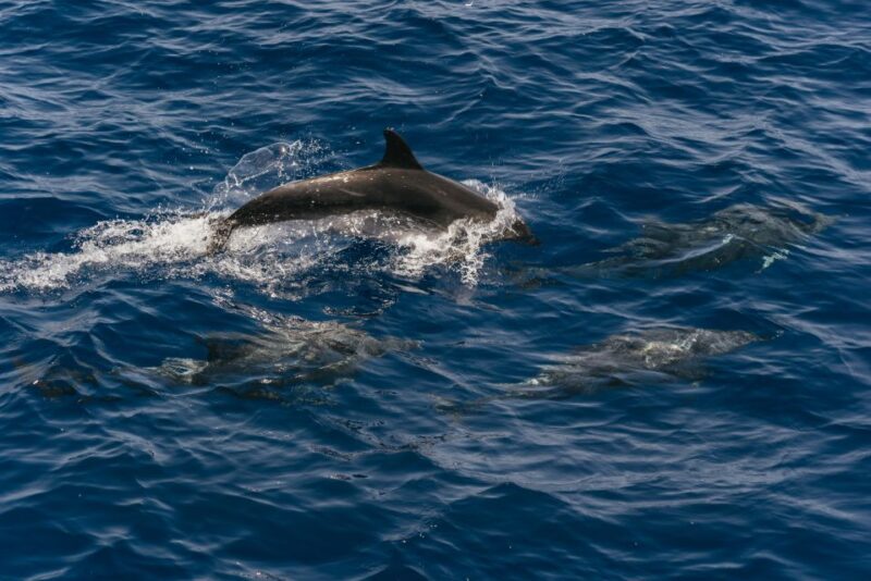 From Puerto Rico De Gran Canaria: Dolphin Watching Cruise - Wildlife Experience